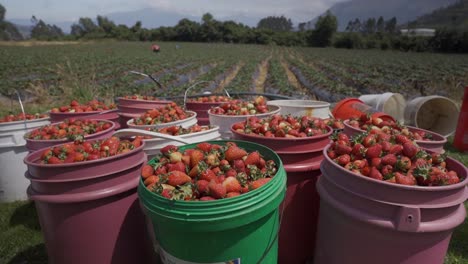 cubos llenos de fresas cosechadas