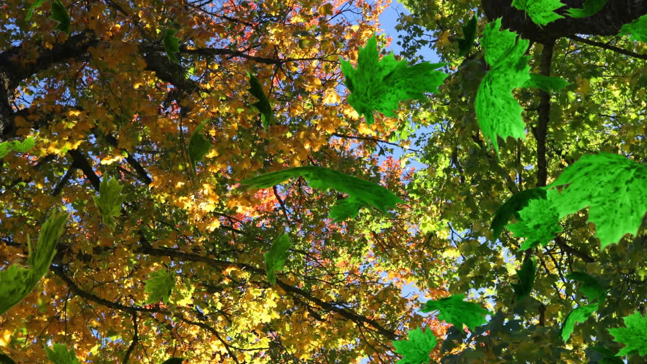 анимация нескольких листьев, падающих на зеленый лес