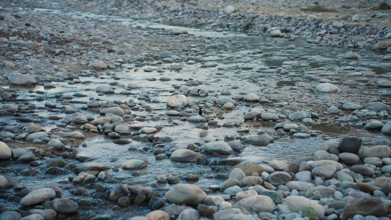 Red-wattled lapwing bird by river rocks, slow motion, morning at Jim Corbett Park