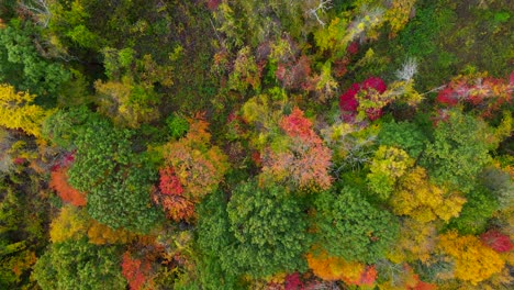 Panoramic-view-of-alluring-autumn-colored-trees-and-dense-forest-in-Massachusetts-on-a-rainy-day