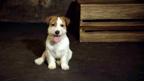 the nice puppy jack russell terrier is sitting on floor