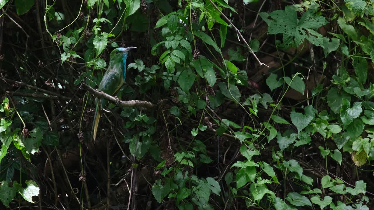 카메라를 바라보며 오른쪽을 바라보고, 은 나가지에 앉아서 입을 넓게 열고, 파란 수염의 벌 먹이는 닉티오르니스 아테르토니 (nyctiornis athertoni)