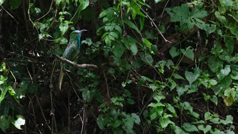 mirando hacia la cámara luego mira hacia la derecha mientras se alza en una rama extendida luego abre su boca de ancho, el apicultor de barba azul nyctyornis athertoni, tailandia