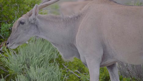 close up shot of antelope head eating from a bush in slow motion filmed during a safari in south africa.