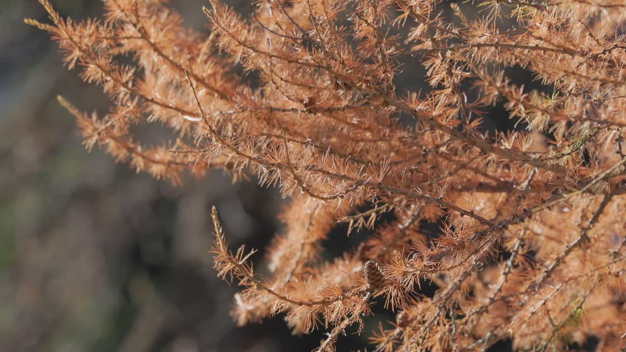 close up of red fir branches in sunlight