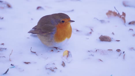 hungriges einsames rotkehlchen im schnee auf der suche nach nahrung