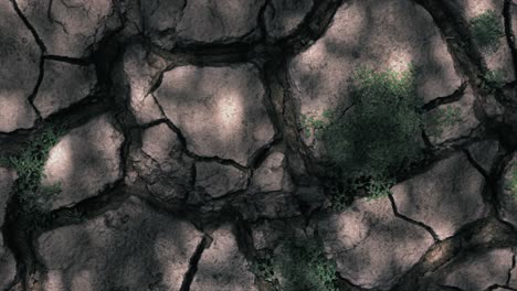 dried cracked earth with plants