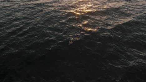 Pelícano-Flotando-En-El-Agua-Del-Mar-Al-Atardecer-En-Guanacaste,-Costa-Rica---Toma-Aérea-De-Drones