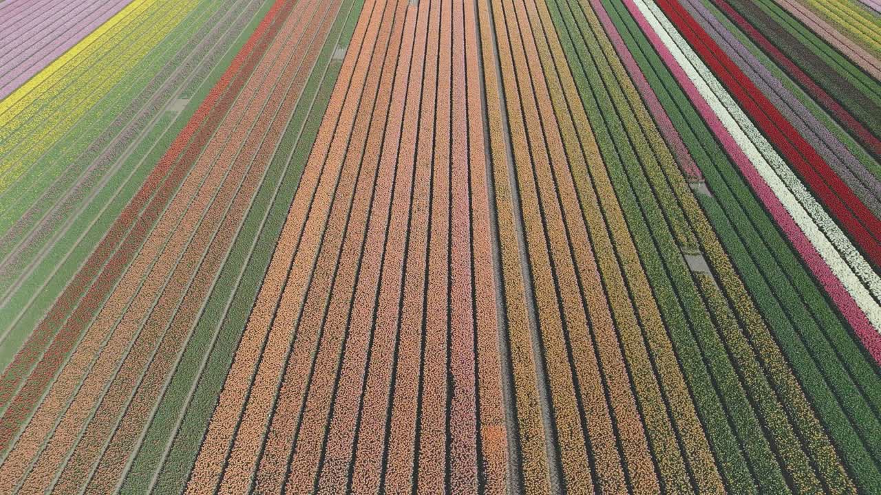 Drone view of colorful tulip fields in spring in the Netherlands