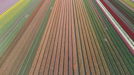 Drohnenansicht-Von-Farbenfrohen-Tulpenfeldern-Im-Frühling-In-Den-Niederlanden