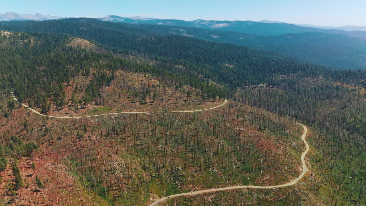 Wooded mountains covered with pine trees and trunks from trees. Sunny day footage over the rocky landscape in Yosemite National Park, USA.