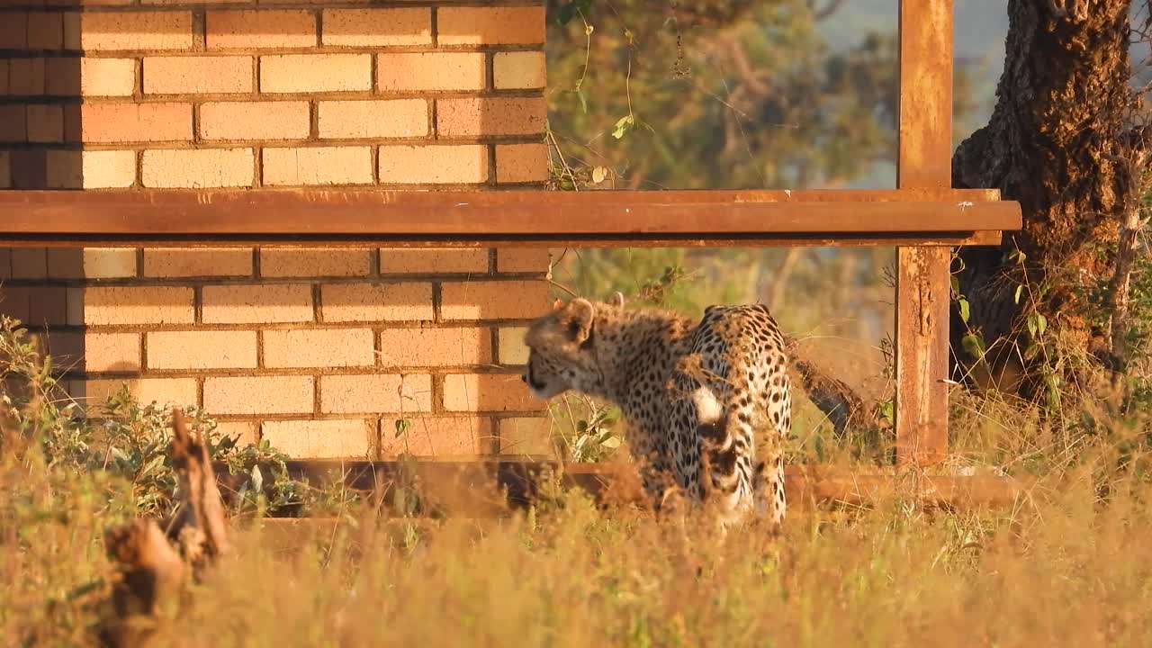 feline caught in the wild on video with a long lens while it's looking around standing near a brick wall in the africa outdoors