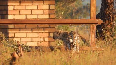 feline-caught-in-the-wild-on-video-with-a-long-lens-while-it's-looking-around-standing-near-a-brick-wall-in-the-africa-outdoors
