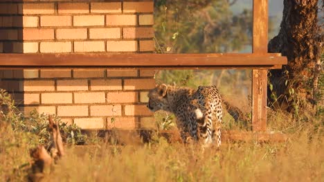 felino capturado en la naturaleza en video con una lente larga mientras está mirando a su alrededor de pie cerca de una pared de ladrillo en el aire libre de áfrica