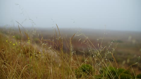 El-Suave-Viento-Sopla-A-Través-De-Malezas-Brumosas-Con-Flores-Silvestres-Amarillas-Borrosas-En-El-Fondo