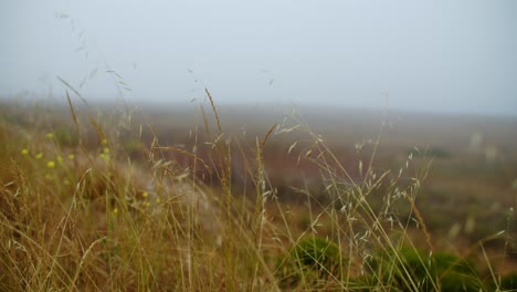 gentle wind blows across misty weeds with yellow wildflowers blurred in background