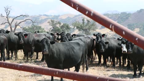 Rebaño-De-Ganado-Angus-Negro-Mirando-La-Cámara-Detrás-De-La-Valla-Tradicional-De-Alambre-De-Púas-Y-La-Puerta-De-La-Tubería