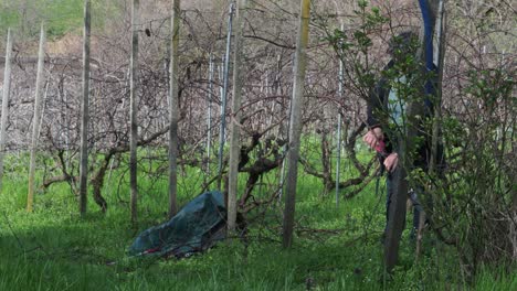 heroic female farmer woman pruning grapevines in a dormant organic vineyard near castell’arquato, surrounded by tall grass, green sack and wooden posts in rows, real time, wide static frame