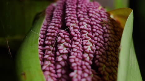 close-up of pink flower blossoming in spring