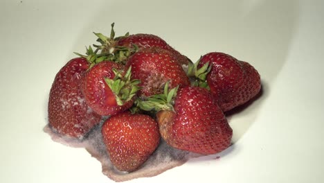 strawberries rotting over white background. time lapse