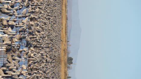 Sandhill-Crane-Adulto-Inmaduro-Bandada-De-Muchas-Grullas-Caminando-De-Pie-En-Movimiento