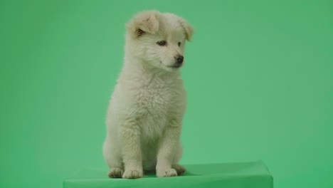full view of a wagging tail white dog sitting in the green screen studio then walking away