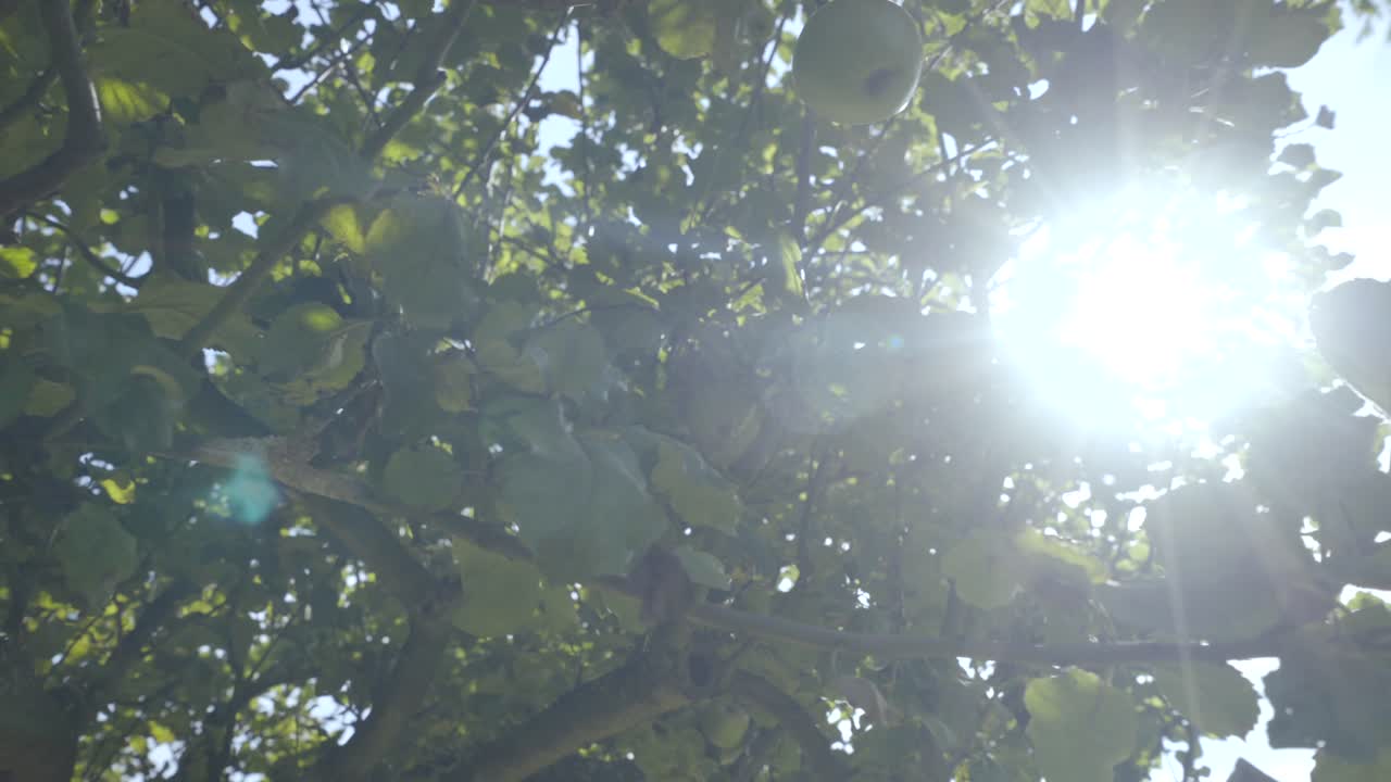 Moving shot of green apples on a tree