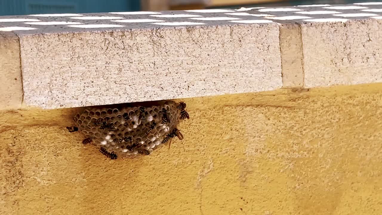 Favo su un muro di città.