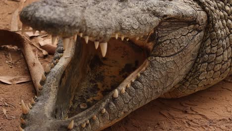 closeup of nile crocodile with open mouth 4k