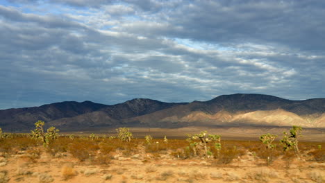 conduciendo por el desierto de mojave y viendo pasar los árboles de joshua como centinelas silenciosos