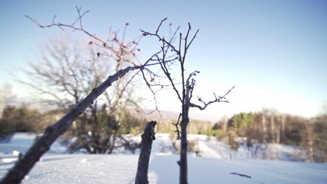 footage of a beautiful, snowy, pine forest in the mountains during the winter-8