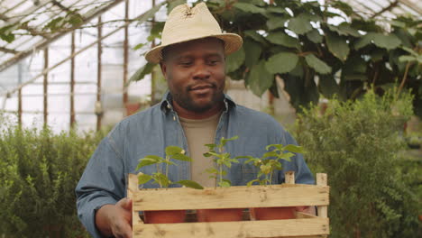 Hombre-Afroamericano-Caminando-Con-Plantas-En-Cajas-A-Través-Del-Invernadero