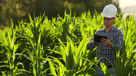 Agricultor-Que-Utiliza-Una-Tableta-Digital-Cultivando-Una-Plantación-De-Maíz-En-El-Fondo.-Aplicación-De-Tecnología-Moderna-En-El-Concepto-De-Actividad-Agrícola-Creciente.