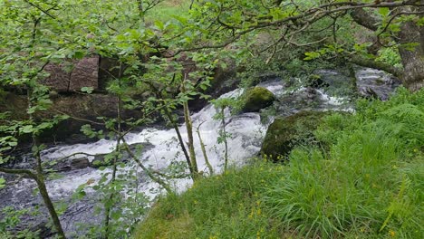 steady shot of fast-flowing stream amid green foliage and mossy rocks, uk