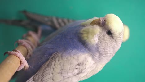 blue and white budgerigar close-up