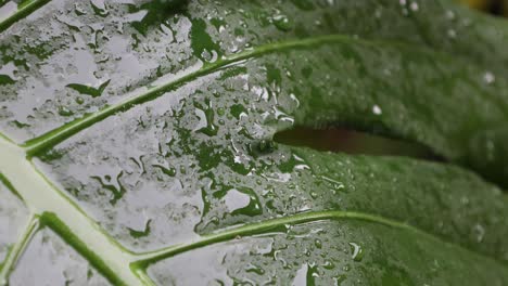 Regentropfen-Auf-Monstera-blattentspannung-Mit-Wasser