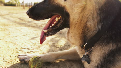 thirsty german shepherd dog gasping for air at whittier dog park