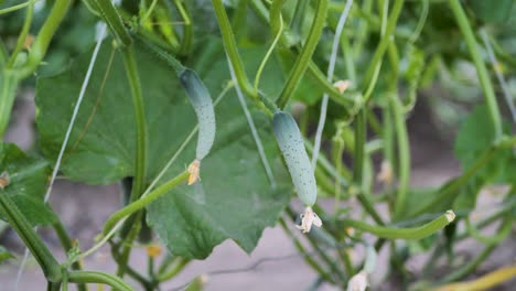 Small-cucumbers-growing-on-plant