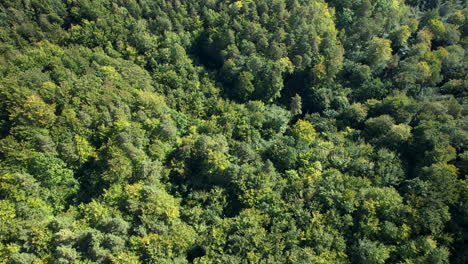 Luftaufnahme-Von-Oben-Nach-Unten---Grün-gelber-Mischwald-Im-Frühherbst---Zentraler-Teil-Europas