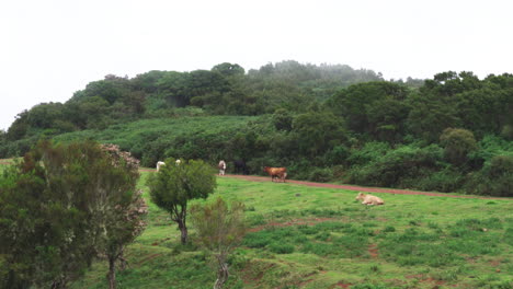 a herd of cows in the distance on the top of a mountain shrouded in mist