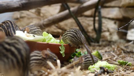familia de barbary lemniscomys comiendo hojas de lechuga frescas en el zoológico, primer plano