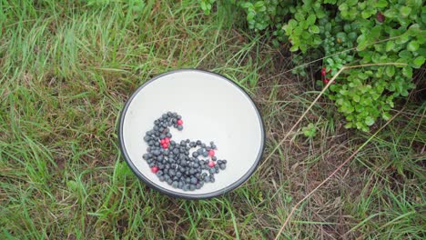 Frisch-Geerntete-Blaubeeren,-Die-In-Der-Mitte-Norwegen-Auf-Eine-Weiße-Große-Schüssel-Legen