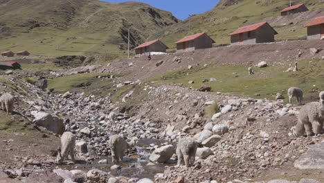 alpacas y llamas bebiendo de un río que atraviesa la remota comunidad andina de kelkanka en las montañas del perú