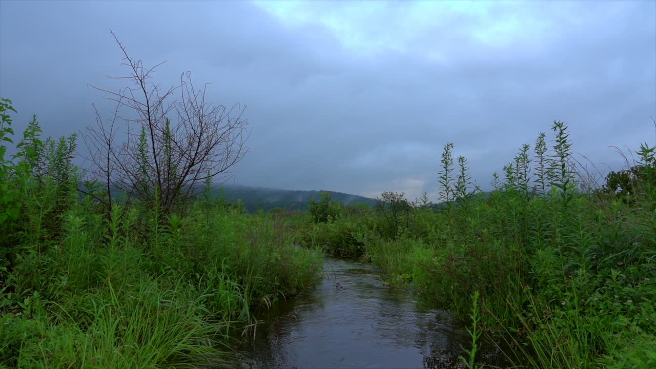 bulrushes에서 광야에서 흐르는 작은 개울