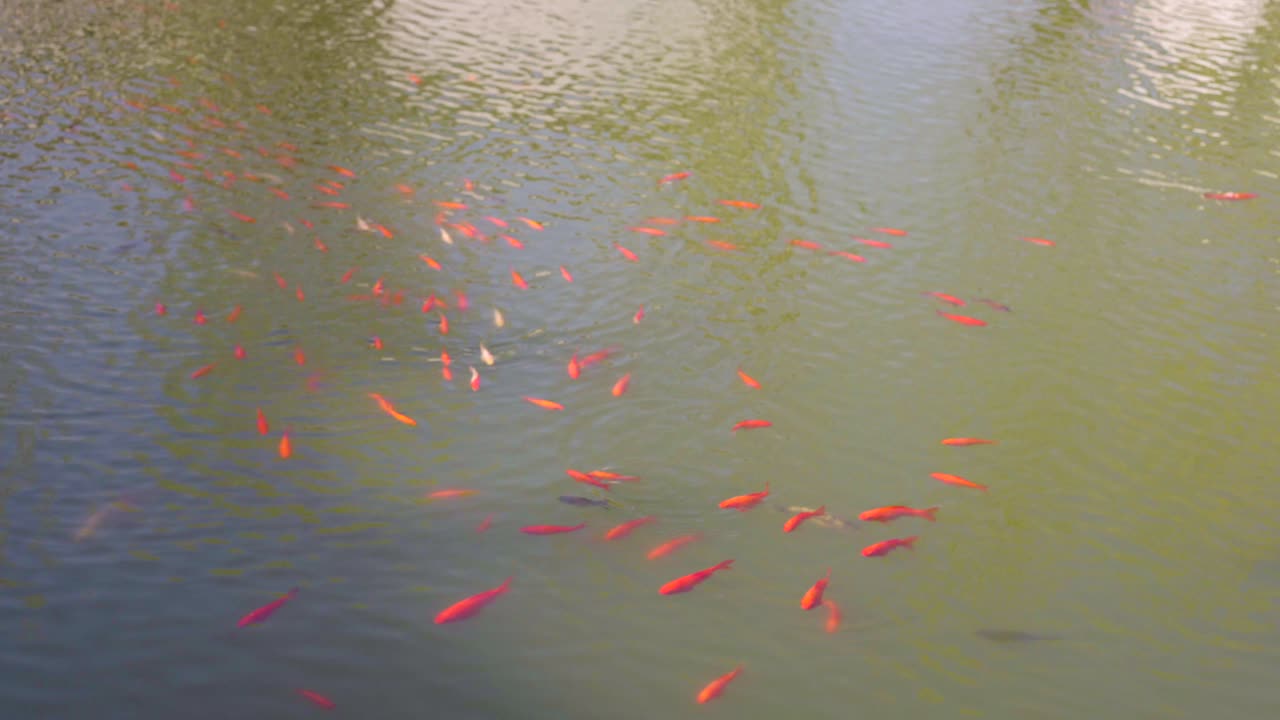 en primavera, un grupo de peces dorados nadan libremente en el estanque
