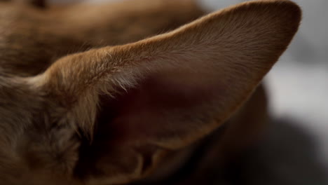 mushy fluffy indie hound doggo ears closeup