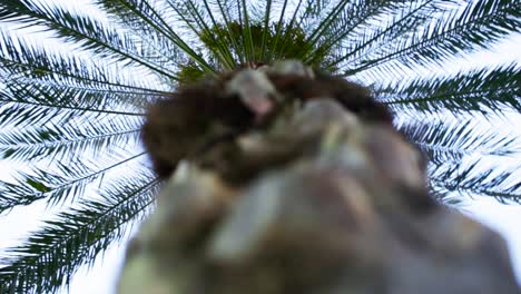 palm tree trunk and canopy