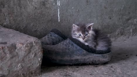 homeless gray fluffy kitten is sitting on shoes in the street
