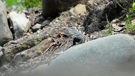 Black-iguana-sitting-on-a-round-grey-rock-at-the-rocky-shore-of-the-south-pacific