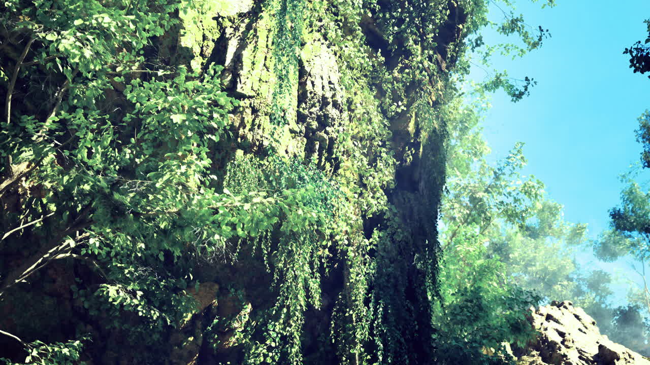 Lush green foliage enveloping a rocky cliff under clear blue sky in daytime